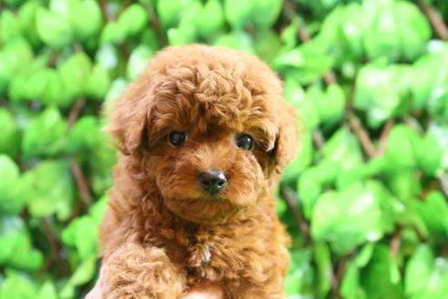 成約済の京都府のトイプードル-20429の4枚目