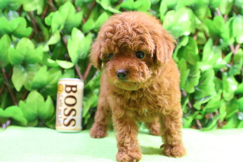 成約済の京都府のトイプードル-20429の3枚目