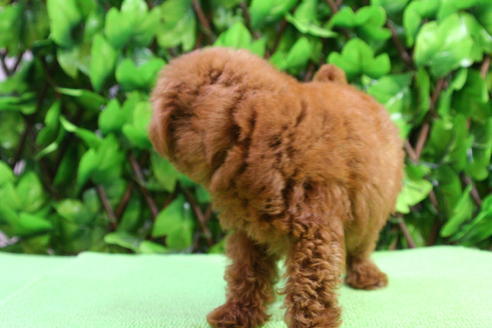 成約済の京都府のトイプードル-20429の2枚目