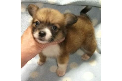 成約済の岐阜県のミックス犬-20447の3枚目