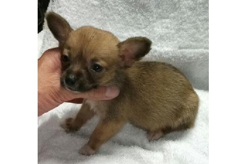 成約済の岐阜県のミックス犬-20448の1枚目
