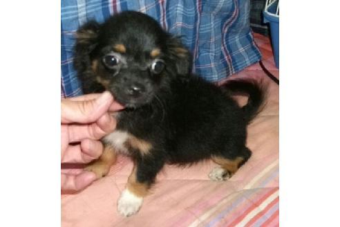 成約済の岐阜県のミックス犬-20450の1枚目