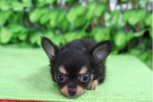 成約済の京都府のチワワ-20475の4枚目