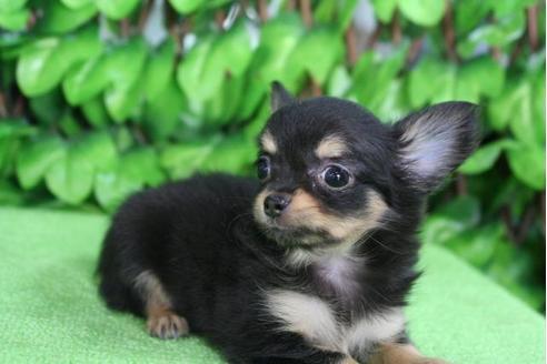 成約済の京都府のチワワ-20475の3枚目