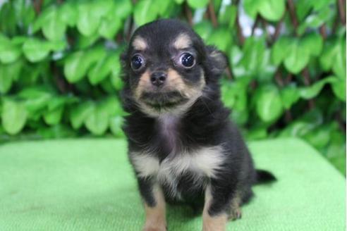 成約済の京都府のチワワ-20475の1枚目