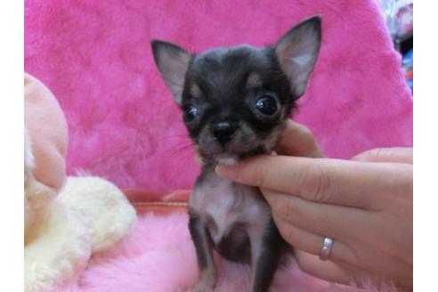 成約済の京都府のチワワ-20478の3枚目