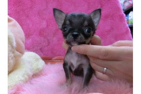 成約済の京都府のチワワ-20478の2枚目