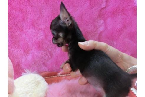 成約済の京都府のチワワ-20478の1枚目