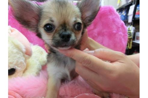 成約済の京都府のチワワ-20480の3枚目