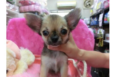 成約済の京都府のチワワ-20480の2枚目