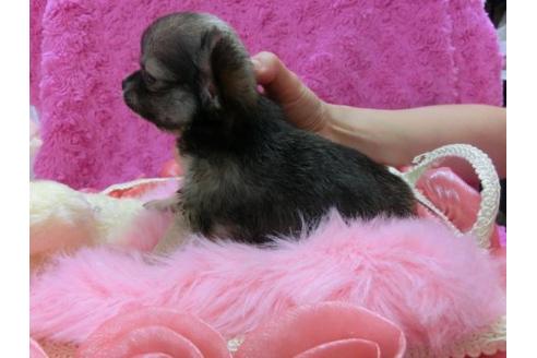 成約済の京都府のチワワ-20480の1枚目