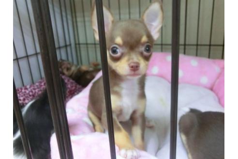 成約済の京都府のチワワ-20481の3枚目