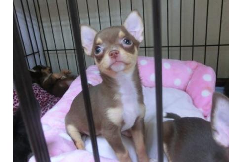 成約済の京都府のチワワ-20481の2枚目