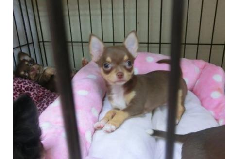 成約済の京都府のチワワ-20481の1枚目