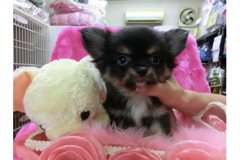 成約済の京都府のチワワ-20482の3枚目