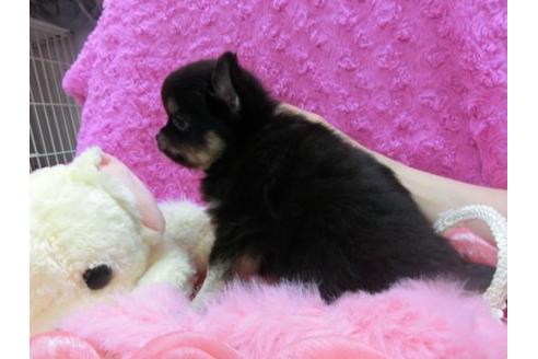 成約済の京都府のチワワ-20482の2枚目