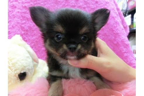 成約済の京都府のチワワ-20482の1枚目