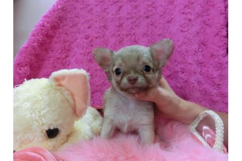 成約済の京都府のチワワ-20483の3枚目