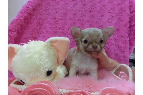 成約済の京都府のチワワ-20483の2枚目