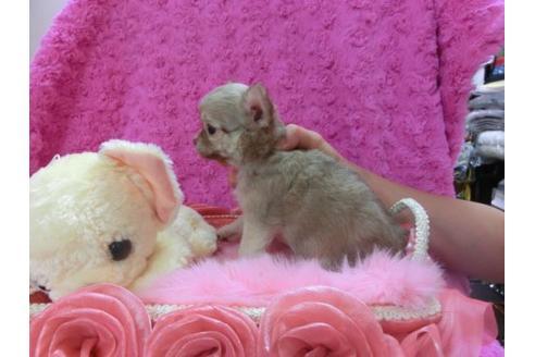 成約済の京都府のチワワ-20483の1枚目