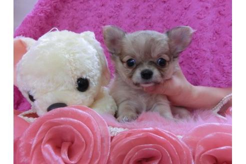 成約済の京都府のチワワ-20484の3枚目