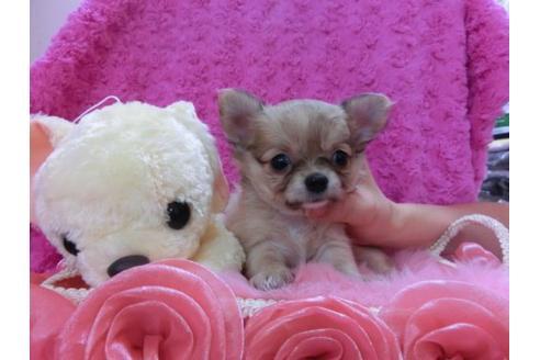 成約済の京都府のチワワ-20484の2枚目