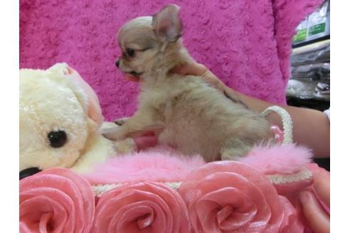 成約済の京都府のチワワ-20484の1枚目