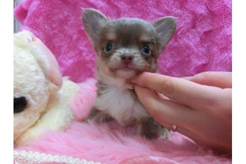 成約済の京都府のチワワ-20485の3枚目