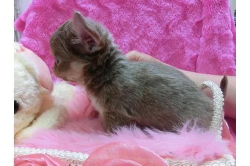 成約済の京都府のチワワ-20485の2枚目