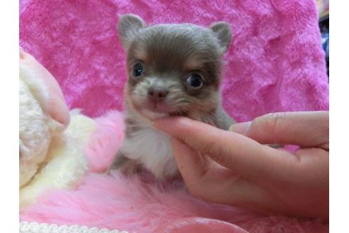 成約済の京都府のチワワ-20485の1枚目