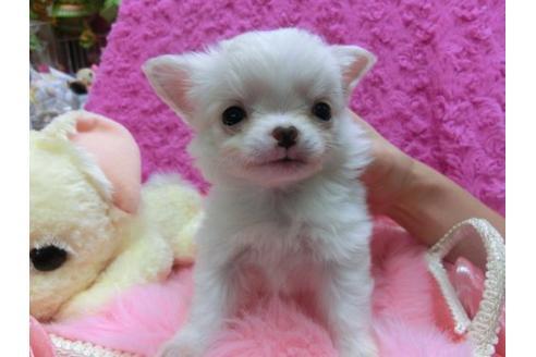 成約済の京都府のチワワ-20486の3枚目