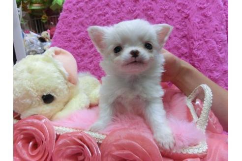 成約済の京都府のチワワ-20486の2枚目