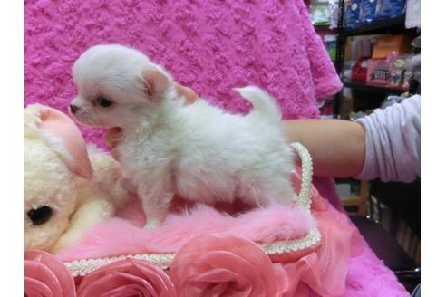 成約済の京都府のチワワ-20486の1枚目