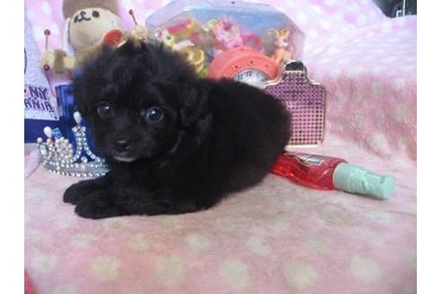 成約済の静岡県のミックス犬-20488の3枚目