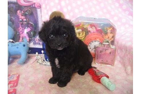 成約済の静岡県のミックス犬-20488の1枚目