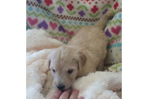 成約済の滋賀県のミックス犬-20514の2枚目