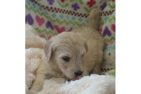 成約済の滋賀県のミックス犬-20514の1枚目