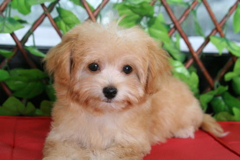 成約済の京都府のチワプー:チワワ×トイプードル-20516の5枚目