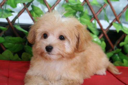 成約済の京都府のチワプー:チワワ×トイプードル-20516の4枚目