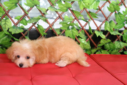 成約済の京都府のチワプー:チワワ×トイプードル-20516の2枚目