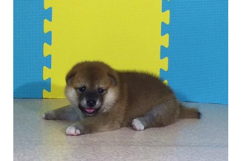 成約済の愛知県の柴犬-20523の2枚目