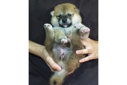 成約済の愛知県の柴犬-20523の1枚目