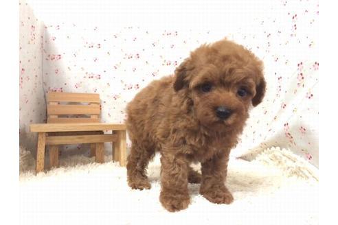 成約済の滋賀県のトイプードル-20538の2枚目