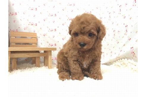 成約済の滋賀県のトイプードル-20538の1枚目