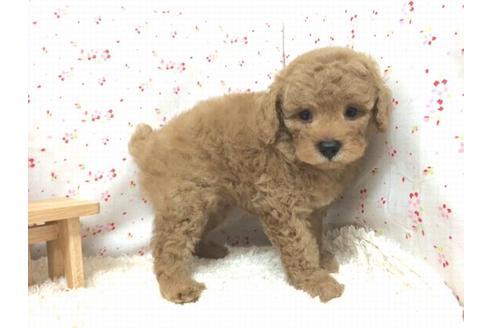 成約済の滋賀県のトイプードル-20539の2枚目