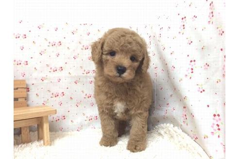 成約済の滋賀県のトイプードル-20539の1枚目