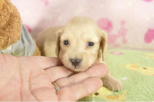 成約済の兵庫県のカニンヘンダックスフンド-20549の2枚目