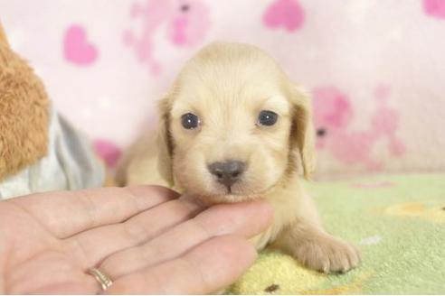 成約済の兵庫県のカニンヘンダックスフンド-20549の3枚目