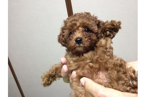 成約済の福岡県のタイニープードル-20651の2枚目