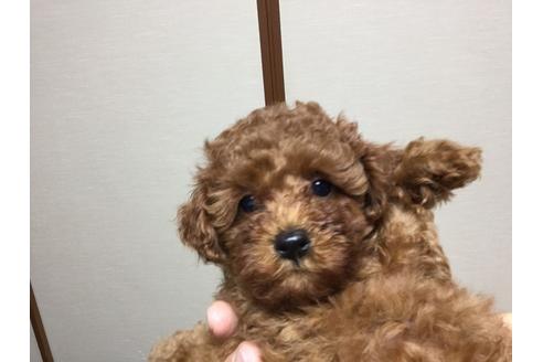 成約済の福岡県のタイニープードル-20651の1枚目